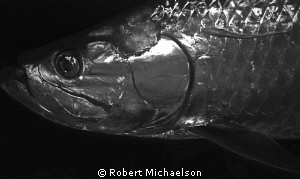 Night shot of a tarpon with a remora by Robert Michaelson 
